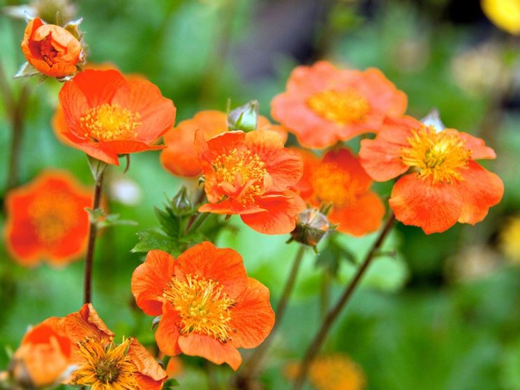 geum coccineum lucy