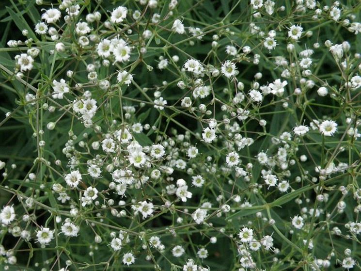 Gypsophila 