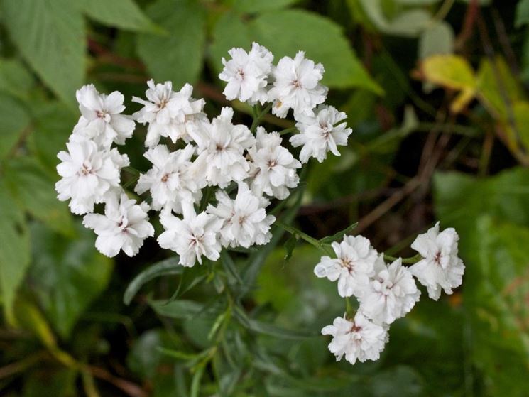 gypsophila paniculata