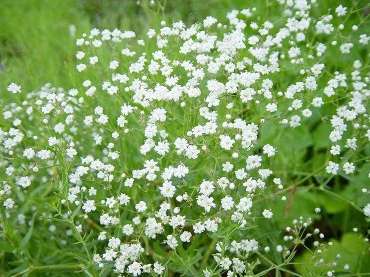 fiore della nebbia