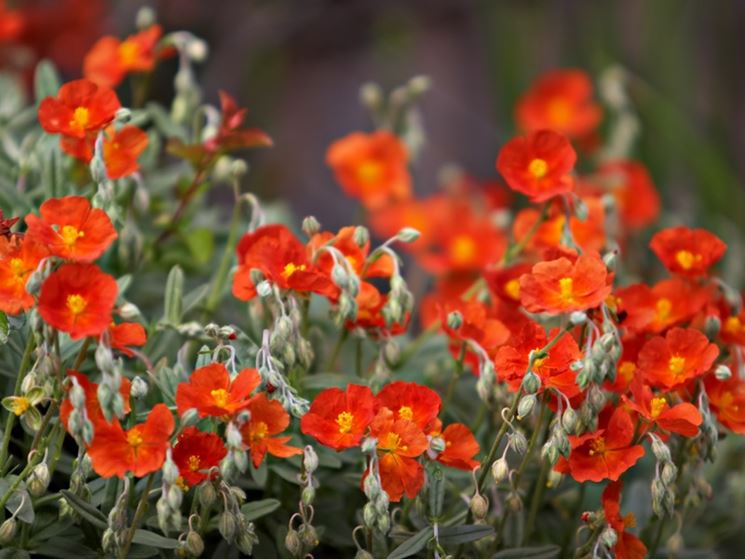 helianthemum