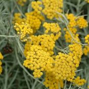 helichrysum