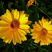 Heliopsis 