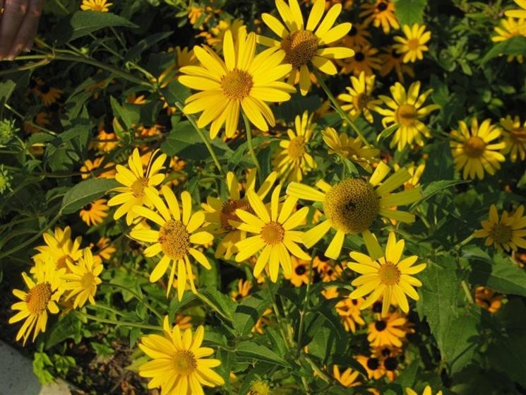 Heliopsis 