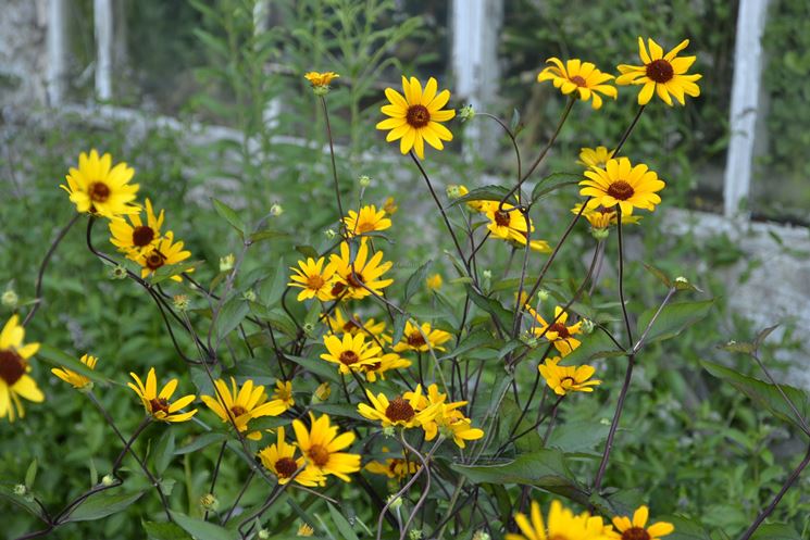 heliopsis