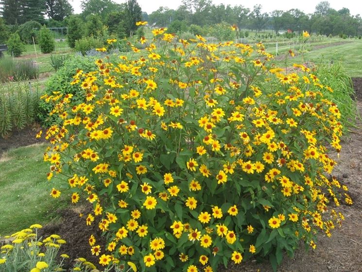 heliopsis