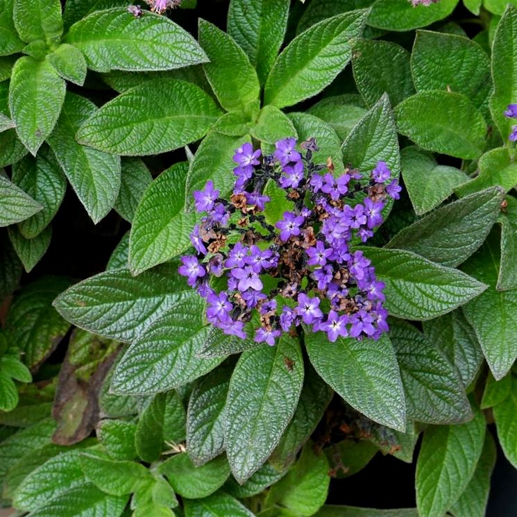 heliotropium arborescens