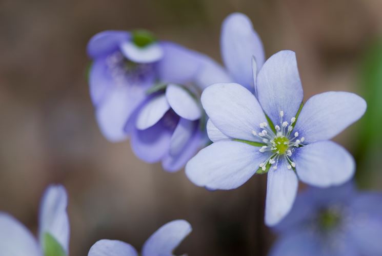 hepatica nobilis rosea plena