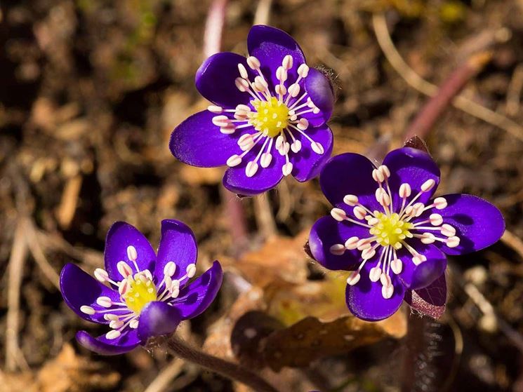 hepatica nobilis