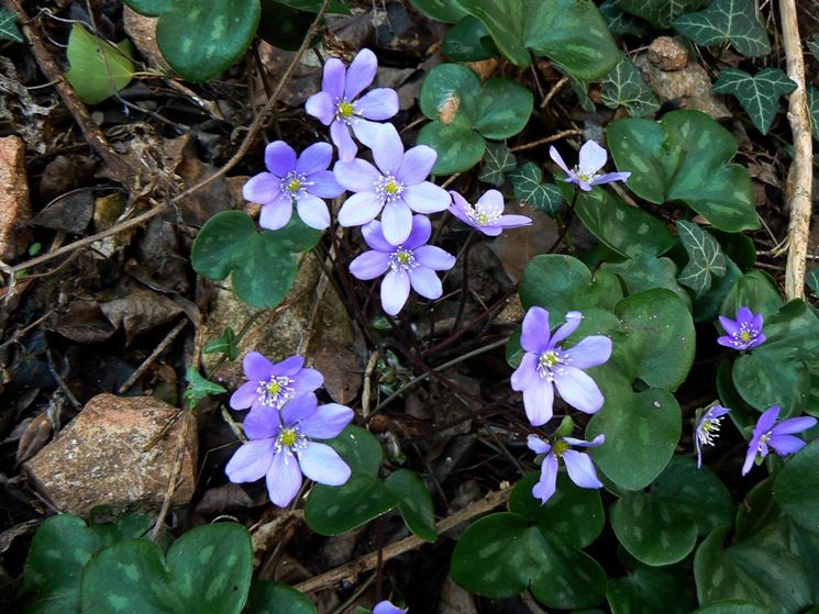 hepatica