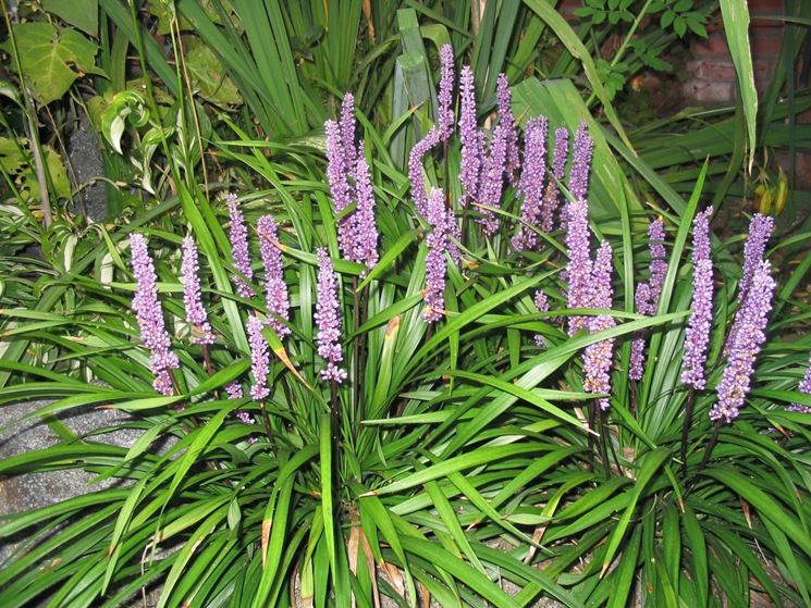 liriope muscari