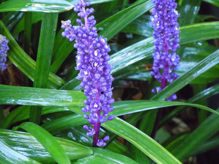 liriope