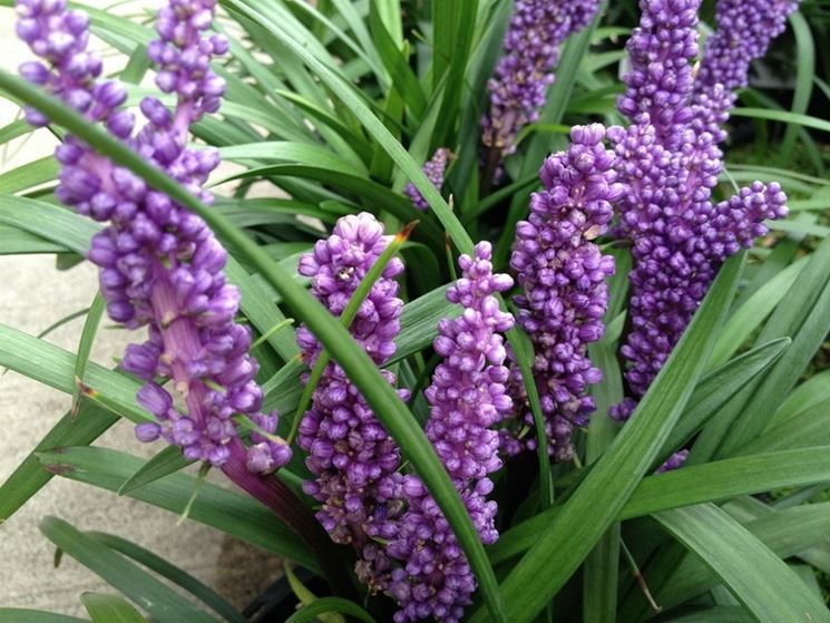 liriope