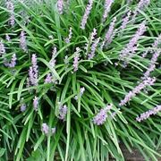 liriope