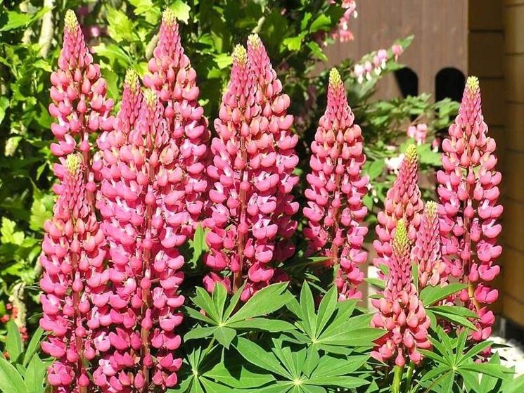 lupinus hybriden