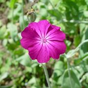 lychnis 