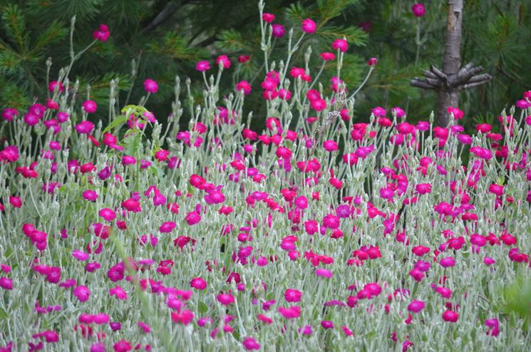 lychnis coronaria 