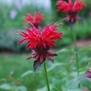 Monarda