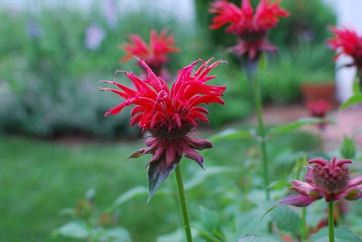 Monarda