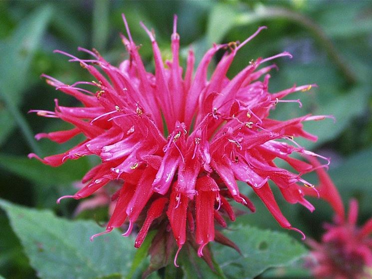 Monarda