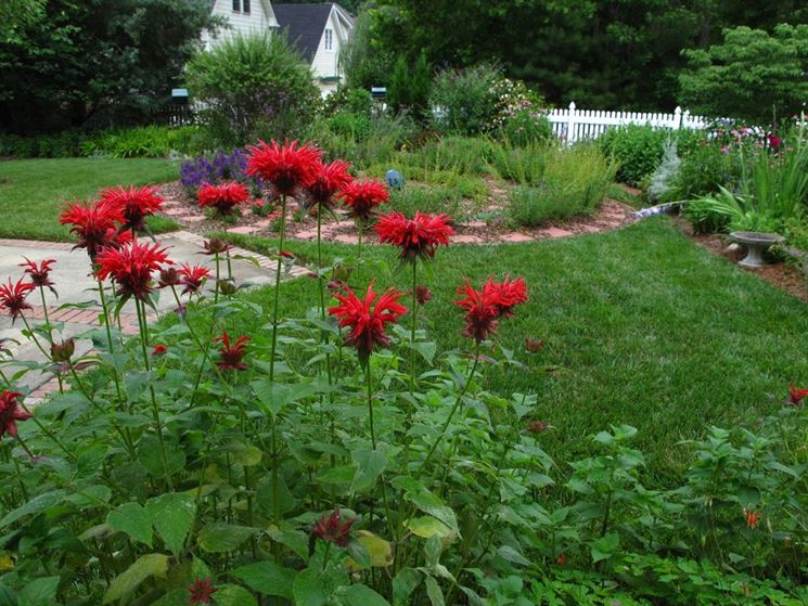 monarda didyma