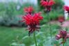 Monarda