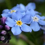 Myosotis 