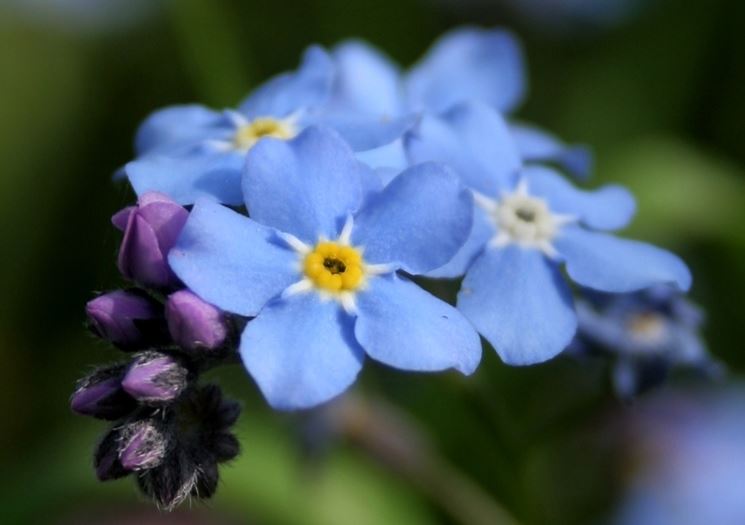 Non Ti Scordar Di Me Myosotis Myosotis Perenni Non