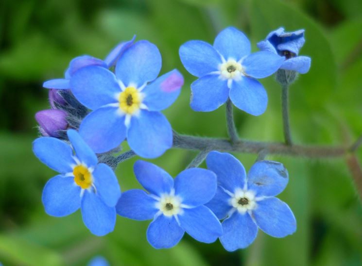 Myosotis 