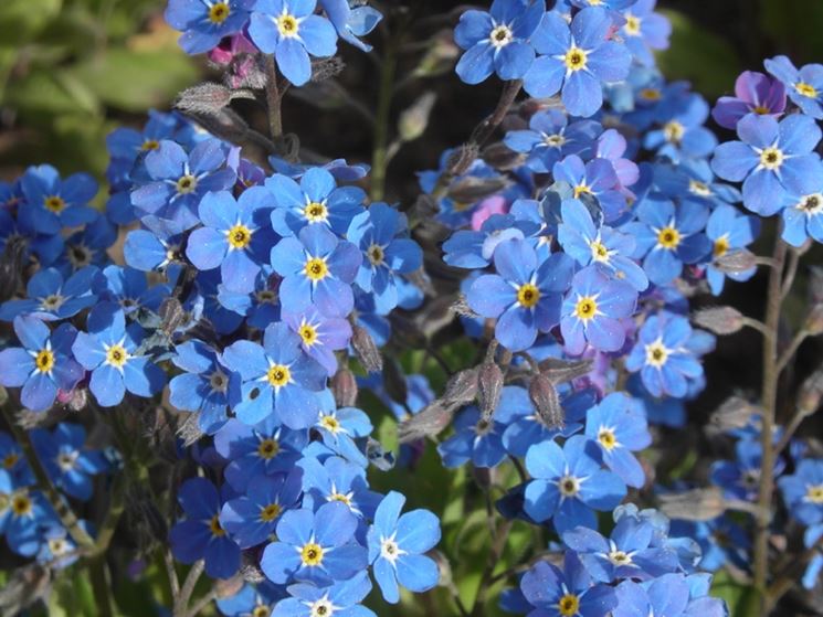 Risultati immagini per myosotis