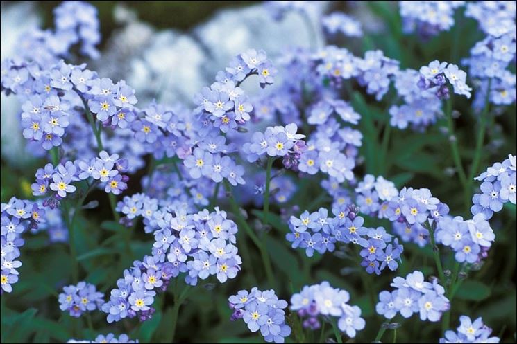 myosotis alpestris snowsylva