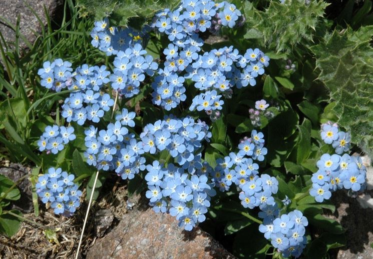 Non Ti Scordar Di Me Myosotis Myosotis Perenni Non