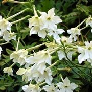 Nicotiana 