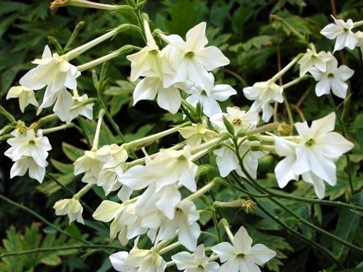 Nicotiana 