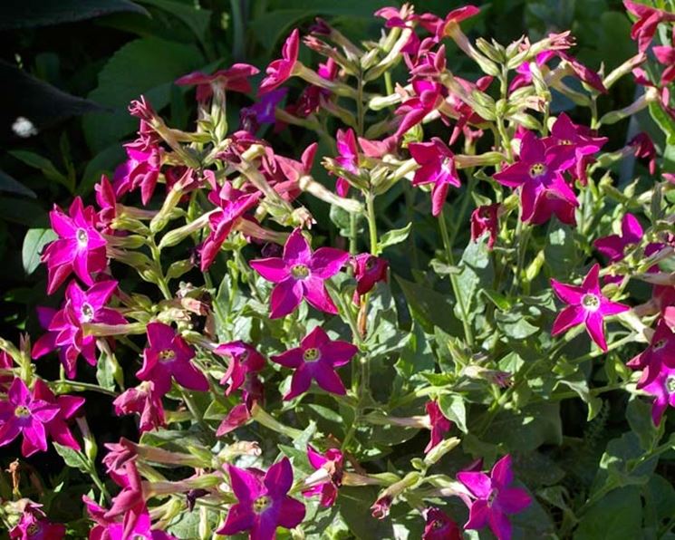 Nicotiana 