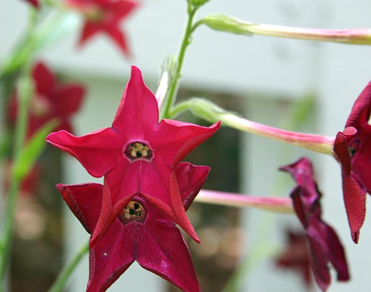 nicotiana alata