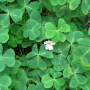 oxalis