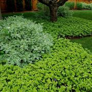 Pachysandra 