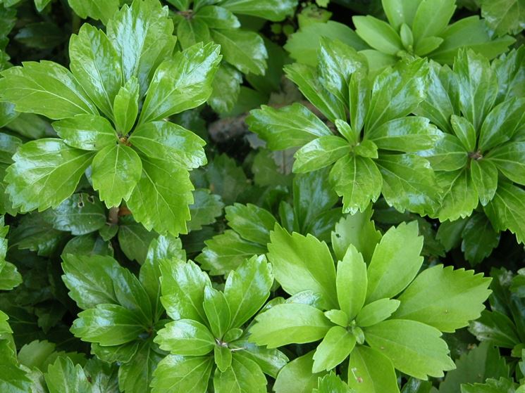 Pachysandra 