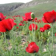 papaver beauty of livermeer