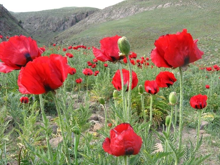 papaver beauty of livermeer