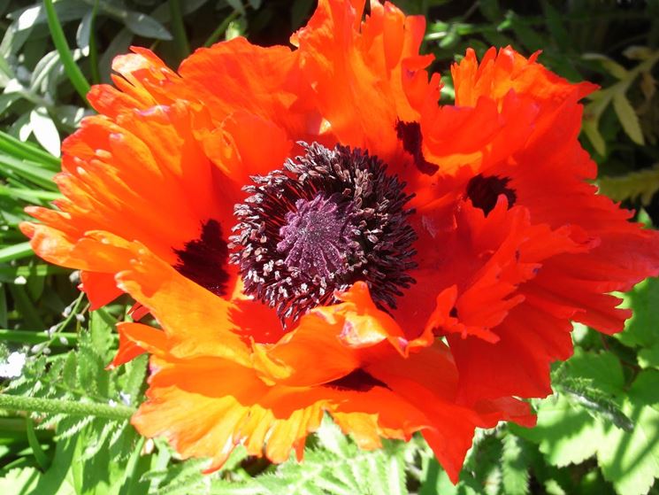 papaver orientalis 