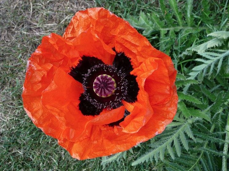 papaver orientalis