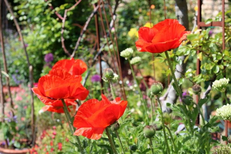 papaver orientalis