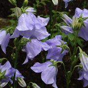 platycodon grandiflorus