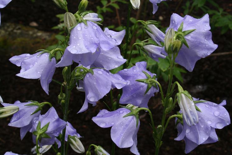 platycodon grandiflorus