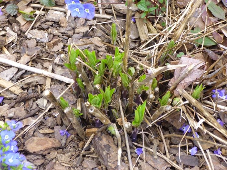 Potatura platycodon grandifolia