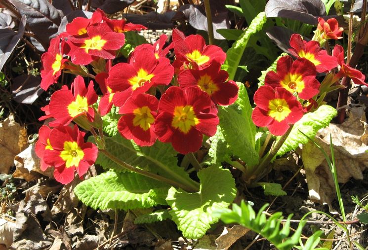 Primula farinosa