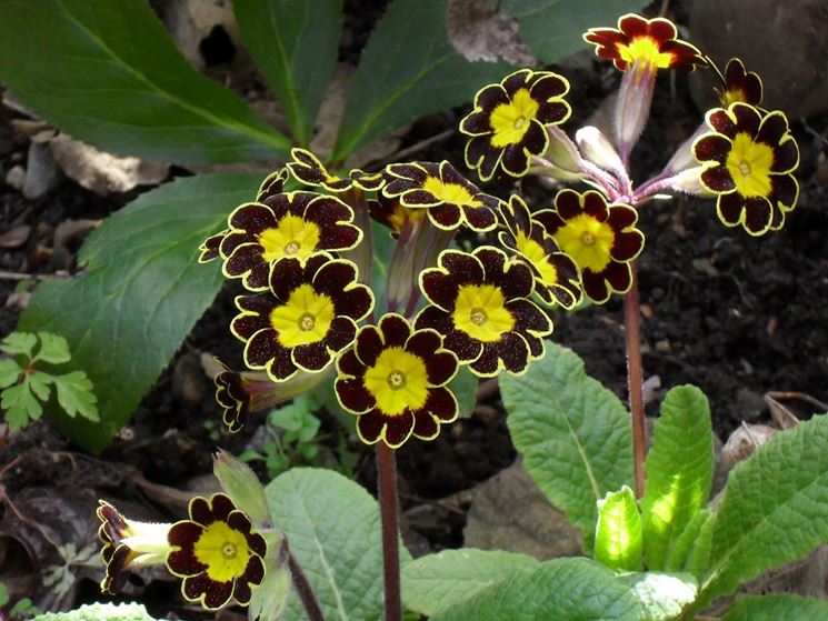 Primula vialii