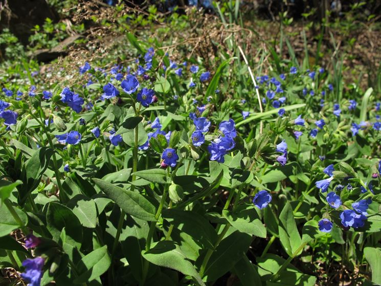 pulmonaria longifolia